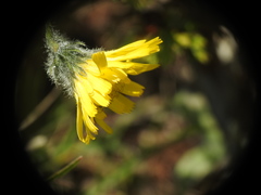 Hieracium piliferum