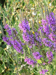 Lythrum salicaria