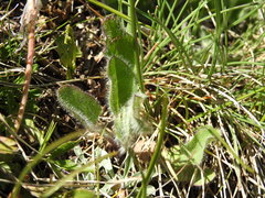 Hieracium piliferum