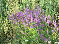 Lythrum salicaria