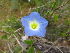 Ipomoea cardiophylla
