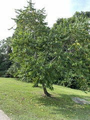 Cananga odorata