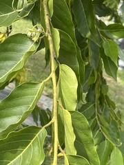 Cananga odorata