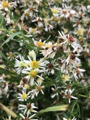 Symphyotrichum lanceolatum interior