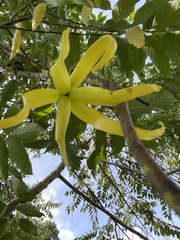 Cananga odorata