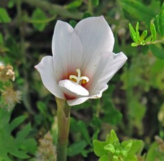 Zephyranthes gracilifolia
