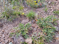Potentilla crinita