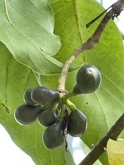 Cananga odorata