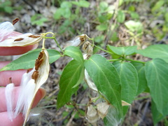 Vincetoxicum hirundinaria