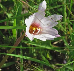 Zephyranthes gracilifolia