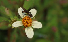 Melanostoma univittatum