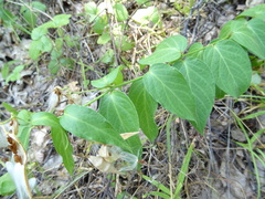 Vincetoxicum hirundinaria