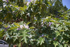 Solanum wrightii