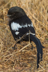 Lanius melanoleucus melanoleucus