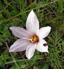 Zephyranthes gracilifolia