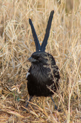 Lanius melanoleucus melanoleucus