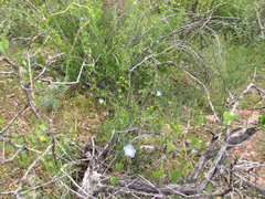 Ipomoea cardiophylla