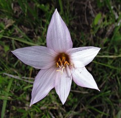 Zephyranthes gracilifolia