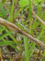 Conocephalus gracillimus