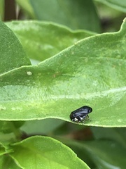 Clastoptera lineatocollis