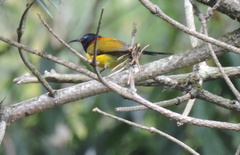 Aethopyga nipalensis