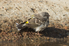 Crithagra atrogularis atrogularis