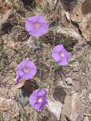 Ipomoea ternifolia leptotoma