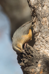 Sylvietta rufescens flecki