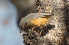 Sylvietta rufescens flecki