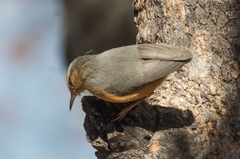Sylvietta rufescens flecki