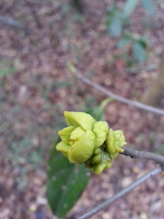 Exobasidium symploci