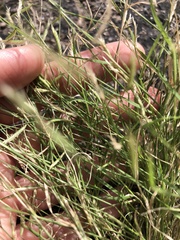 Bouteloua barbata barbata