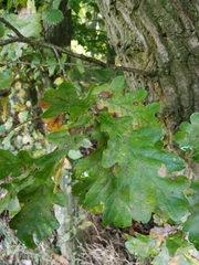 Quercus robur