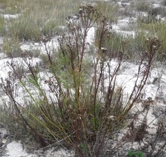 Senecio foeniculoides