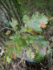Quercus robur