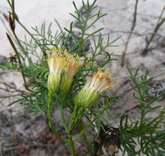 Senecio foeniculoides