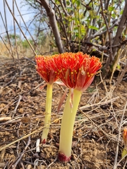 Scadoxus