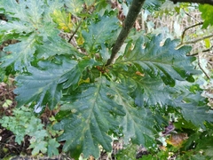 Quercus × rosacea