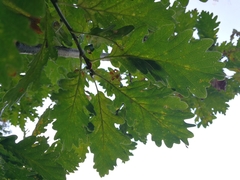 Quercus × rosacea