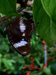 Hypolimnas bolina bolina