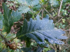 Quercus × rosacea