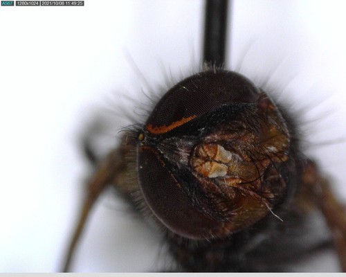 iNaturalist observation photo of Flies