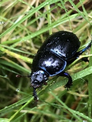 Anoplotrupes stercorosus
