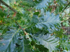Quercus × rosacea