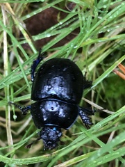 Anoplotrupes stercorosus