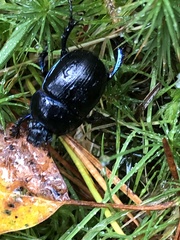Anoplotrupes stercorosus