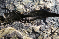 Petrobius maritimus