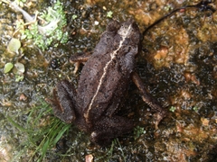 Rhinella sternosignata