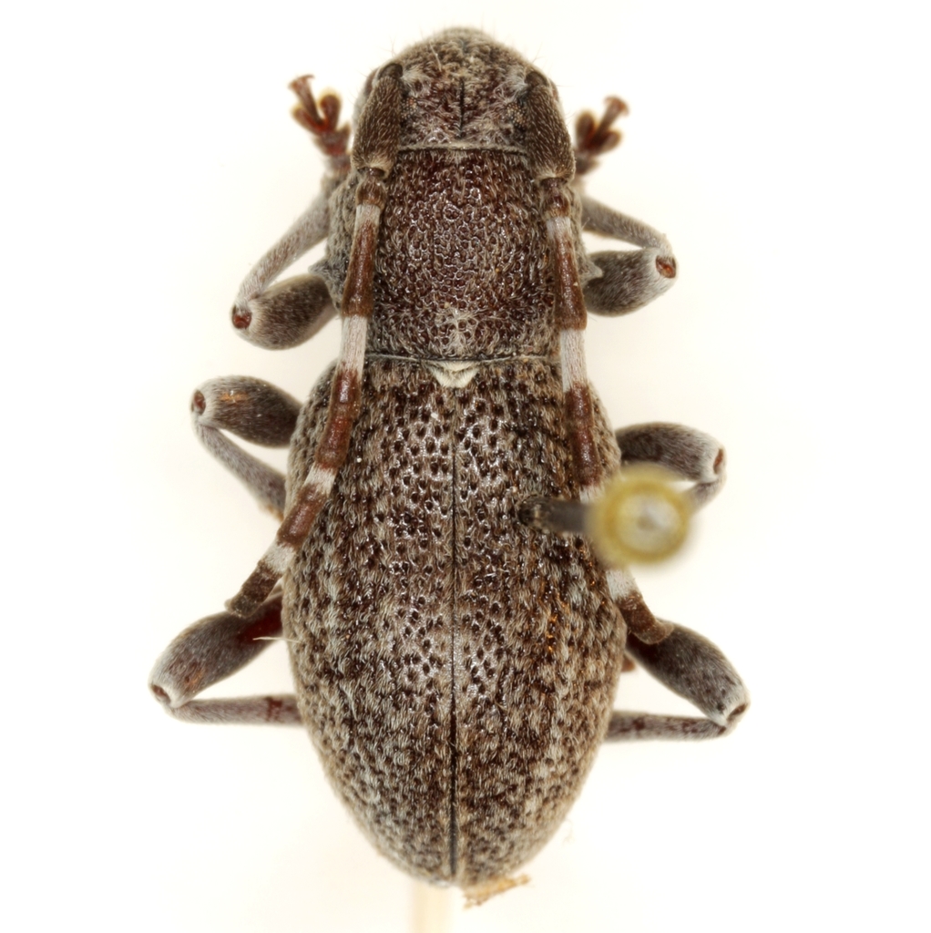 Parmenosoma