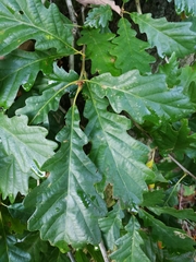 Quercus petraea